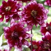 Decorative Dahlia 'Darkarin'